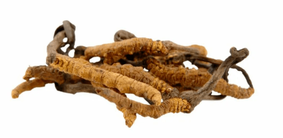 Μανιτάρι Cordyceps σε Gluconol